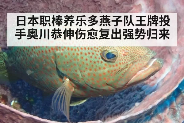 日本职棒养乐多燕子队王牌投手奥川恭伸伤愈复出强势归来